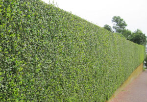 hedge-cutting-maintenance-brockley